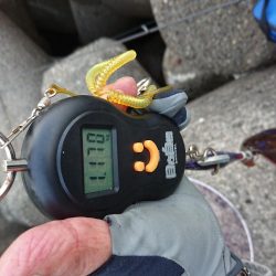 アオリにキジハタ釣り